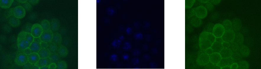 Blue and green.png